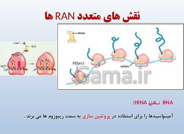 پاورپوینت زیست شناسی دوازدهم تجربی | فصل 1: مولکول‌های اطلاعاتی- پیش نمایش