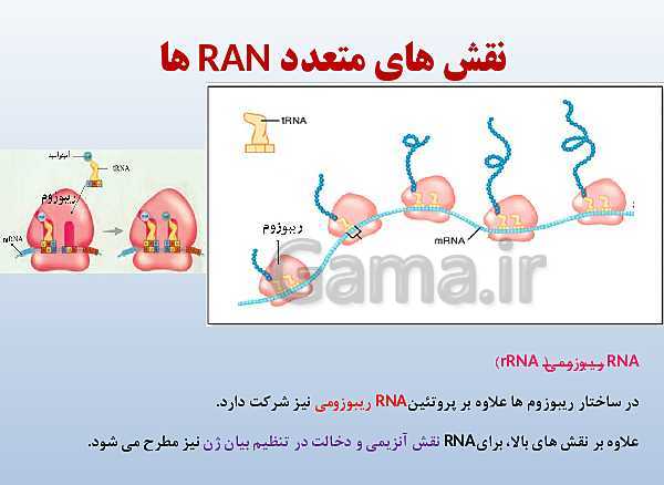 پاورپوینت زیست شناسی دوازدهم تجربی | فصل 1: مولکول‌های اطلاعاتی- پیش نمایش