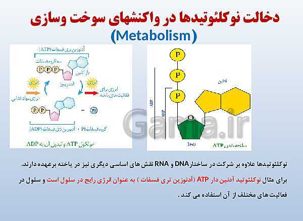 پاورپوینت زیست شناسی دوازدهم تجربی | فصل 1: مولکول‌های اطلاعاتی- پیش نمایش