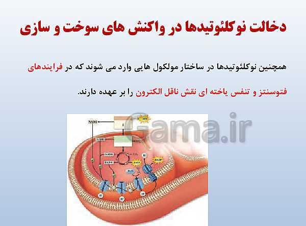 پاورپوینت زیست شناسی دوازدهم تجربی | فصل 1: مولکول‌های اطلاعاتی- پیش نمایش