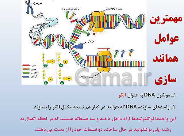 پاورپوینت زیست شناسی دوازدهم تجربی | فصل 1: مولکول‌های اطلاعاتی- پیش نمایش