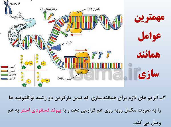 پاورپوینت زیست شناسی دوازدهم تجربی | فصل 1: مولکول‌های اطلاعاتی- پیش نمایش