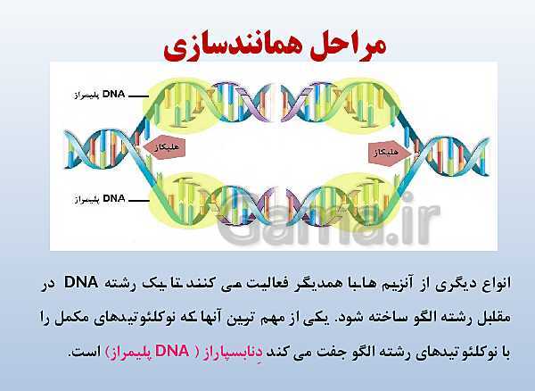 پاورپوینت زیست شناسی دوازدهم تجربی | فصل 1: مولکول‌های اطلاعاتی- پیش نمایش