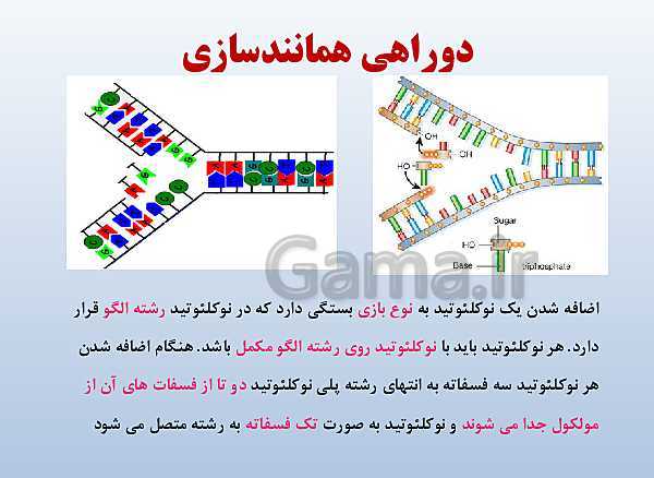 پاورپوینت زیست شناسی دوازدهم تجربی | فصل 1: مولکول‌های اطلاعاتی- پیش نمایش