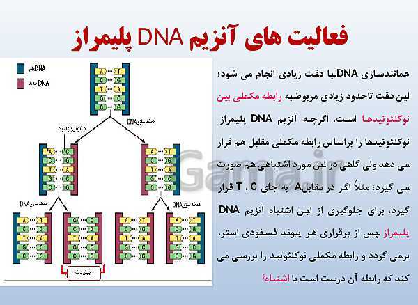 پاورپوینت زیست شناسی دوازدهم تجربی | فصل 1: مولکول‌های اطلاعاتی- پیش نمایش