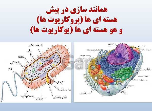 پاورپوینت زیست شناسی دوازدهم تجربی | فصل 1: مولکول‌های اطلاعاتی- پیش نمایش