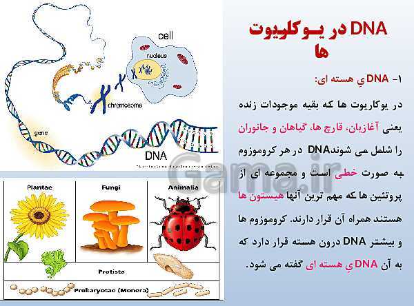 پاورپوینت زیست شناسی دوازدهم تجربی | فصل 1: مولکول‌های اطلاعاتی- پیش نمایش