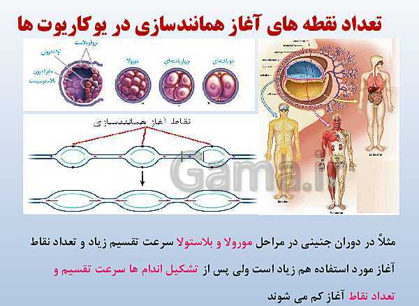 پاورپوینت زیست شناسی دوازدهم تجربی | فصل 1: مولکول‌های اطلاعاتی- پیش نمایش