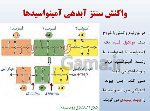 پاورپوینت زیست شناسی دوازدهم تجربی | فصل 1: مولکول‌های اطلاعاتی- پیش نمایش