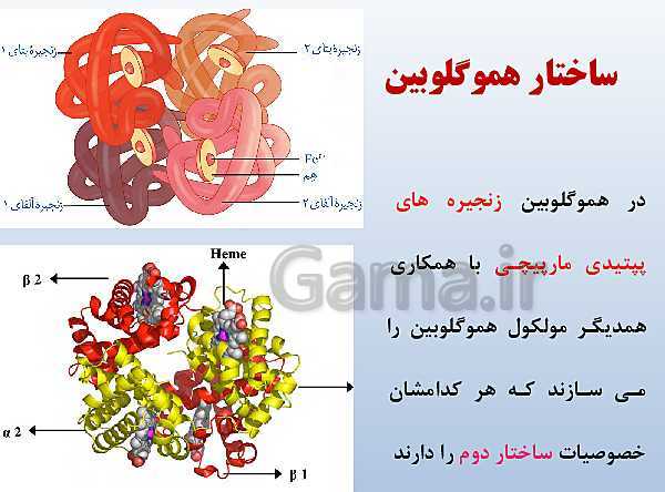 پاورپوینت زیست شناسی دوازدهم تجربی | فصل 1: مولکول‌های اطلاعاتی- پیش نمایش