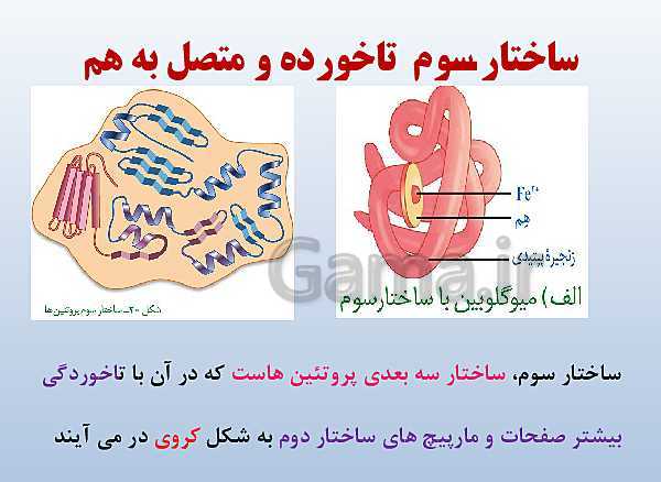 پاورپوینت زیست شناسی دوازدهم تجربی | فصل 1: مولکول‌های اطلاعاتی- پیش نمایش