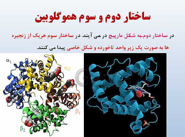 پاورپوینت زیست شناسی دوازدهم تجربی | فصل 1: مولکول‌های اطلاعاتی- پیش نمایش