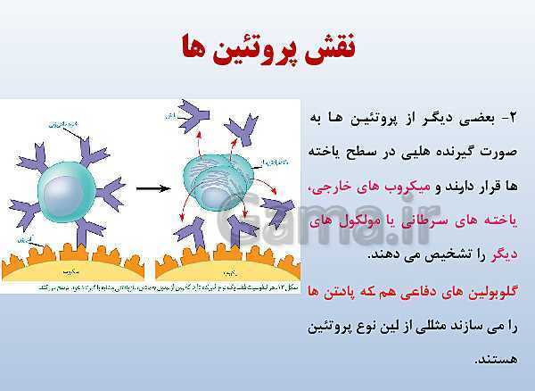 پاورپوینت زیست شناسی دوازدهم تجربی | فصل 1: مولکول‌های اطلاعاتی- پیش نمایش