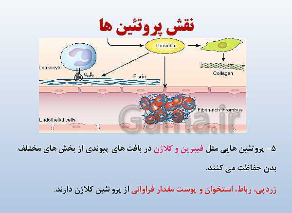 پاورپوینت زیست شناسی دوازدهم تجربی | فصل 1: مولکول‌های اطلاعاتی- پیش نمایش