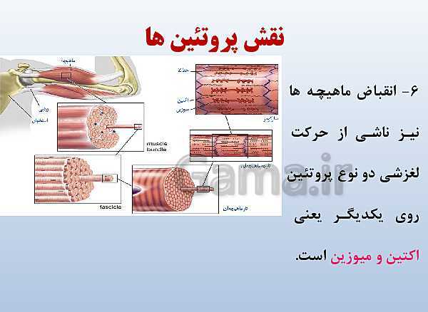 پاورپوینت زیست شناسی دوازدهم تجربی | فصل 1: مولکول‌های اطلاعاتی- پیش نمایش