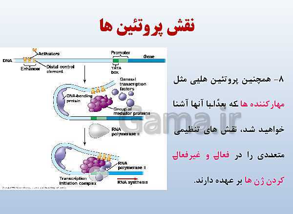 پاورپوینت زیست شناسی دوازدهم تجربی | فصل 1: مولکول‌های اطلاعاتی- پیش نمایش