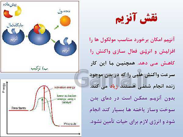 پاورپوینت زیست شناسی دوازدهم تجربی | فصل 1: مولکول‌های اطلاعاتی- پیش نمایش