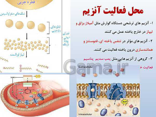 پاورپوینت زیست شناسی دوازدهم تجربی | فصل 1: مولکول‌های اطلاعاتی- پیش نمایش