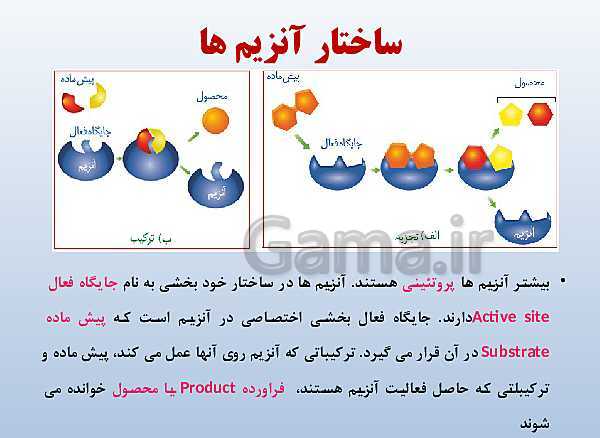 پاورپوینت زیست شناسی دوازدهم تجربی | فصل 1: مولکول‌های اطلاعاتی- پیش نمایش