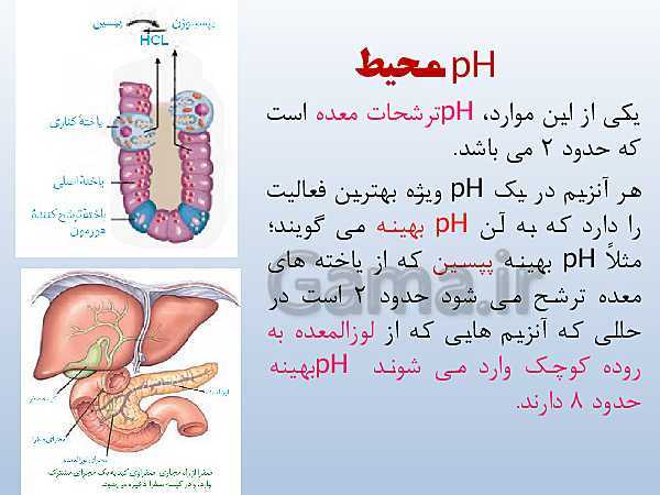 پاورپوینت زیست شناسی دوازدهم تجربی | فصل 1: مولکول‌های اطلاعاتی- پیش نمایش