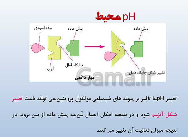 پاورپوینت زیست شناسی دوازدهم تجربی | فصل 1: مولکول‌های اطلاعاتی- پیش نمایش