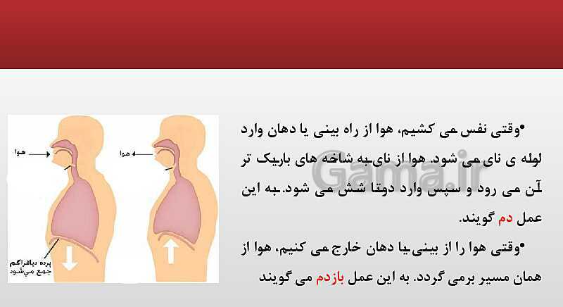 پاورپوینت علوم تجربی چهارم دبستان | درس 10: بدن ما (2)- پیش نمایش