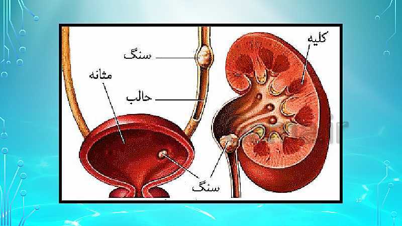 پاورپوینت تدریس علوم تجربی چهارم دبستان | آموزش و معرفی اندامهای دفعی- پیش نمایش