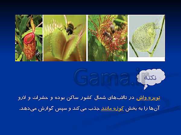 پاورپوینت تدریس زیست شناسی دهم تجربی | گفتار 2 از فصل 7: جانداران مؤثر در تغذیۀ گیاهی- پیش نمایش
