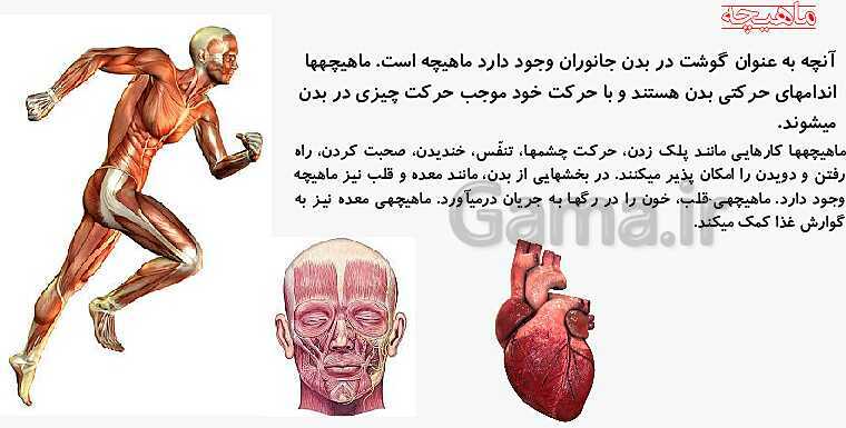 پاورپوینت آموزش جامع علوم پنجم دبستان | درس 5: حرکت بدن- پیش نمایش