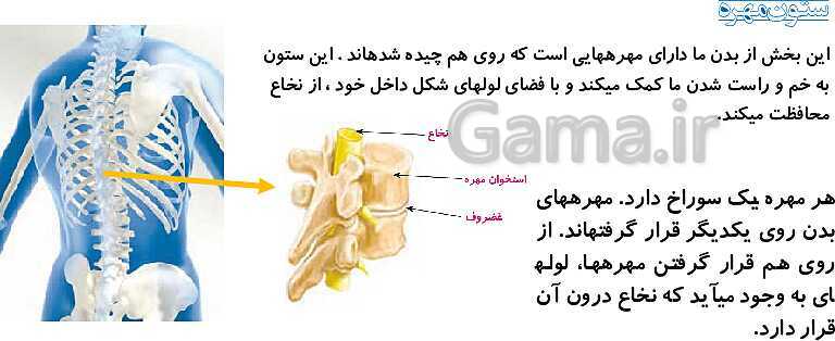 پاورپوینت آموزش جامع علوم پنجم دبستان | درس 5: حرکت بدن- پیش نمایش