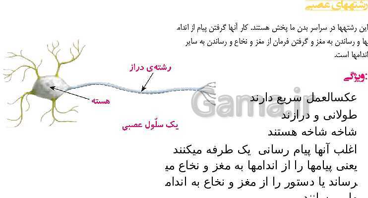 پاورپوینت آموزش جامع علوم پنجم دبستان | درس 5: حرکت بدن- پیش نمایش