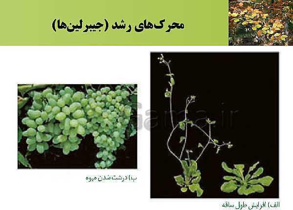 پاورپوینت تدریس زیست شناسی (2) یازدهم تجربی | فصل 9: پاسخ گیاهان به محرک ها (گفتار 1: تنظیم کننده‌های رشد در گیاهان)- پیش نمایش