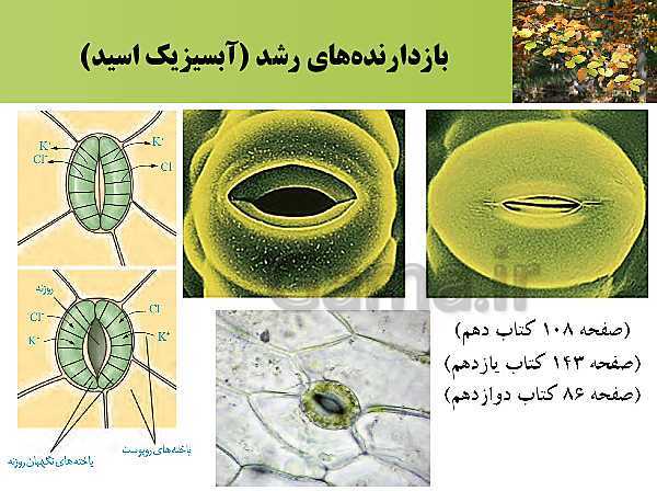 پاورپوینت تدریس زیست شناسی (2) یازدهم تجربی | فصل 9: پاسخ گیاهان به محرک ها (گفتار 1: تنظیم کننده‌های رشد در گیاهان)- پیش نمایش
