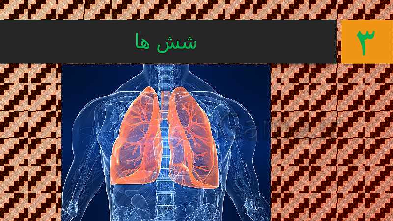 پاورپوینت درس 10 علوم تجربی چهارم دبستان | دستگاه تنفس و گردش خون- پیش نمایش