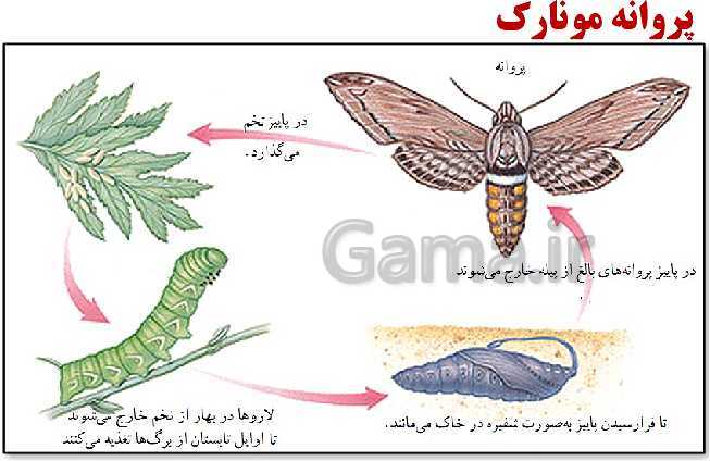 پاورپوینت آموزش مجازی صفحه 1 تا 6 زیست شناسی دهم | فصل 1 | گفتار 1: زیست شناسی چیست؟- پیش نمایش