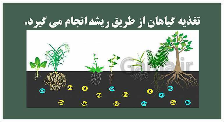 پاورپوینت آموزش علوم تجربی پنجم دبستان | درس 12: از ریشه تا برگ- پیش نمایش