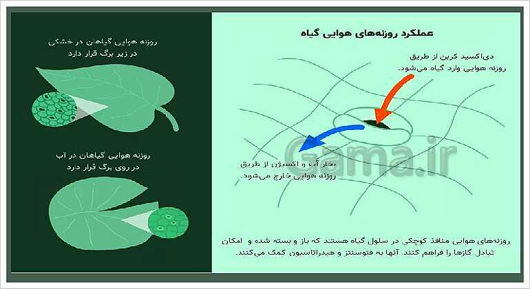 پاورپوینت آموزش علوم تجربی پنجم دبستان | درس 12: از ریشه تا برگ- پیش نمایش