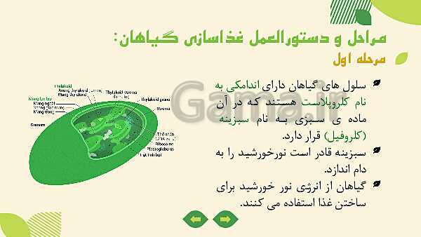 پاورپوینت آموزش علوم کلاس ششم | درس 11: شگفتی‌های برگ- پیش نمایش