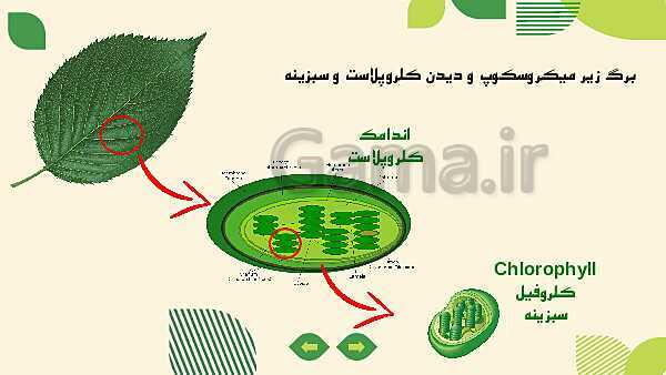 پاورپوینت آموزش علوم کلاس ششم | درس 11: شگفتی‌های برگ- پیش نمایش