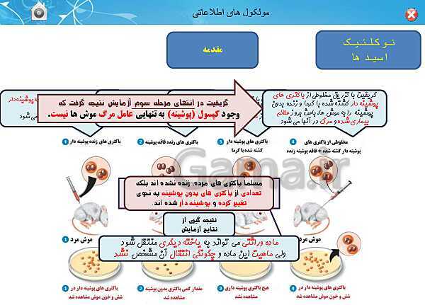 پاورپوینت تدریس زیست شناسی (3) دوازدهم تجربی | فصل 1: مولکول های اطلاعاتی (گفتار 1: نوکلئیک اسیدها)- پیش نمایش