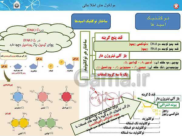 پاورپوینت تدریس زیست شناسی (3) دوازدهم تجربی | فصل 1: مولکول های اطلاعاتی (گفتار 1: نوکلئیک اسیدها)- پیش نمایش