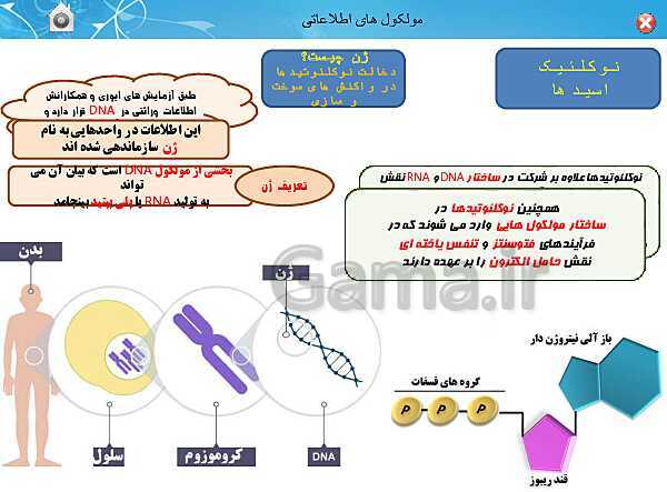 پاورپوینت تدریس زیست شناسی (3) دوازدهم تجربی | فصل 1: مولکول های اطلاعاتی (گفتار 1: نوکلئیک اسیدها)- پیش نمایش