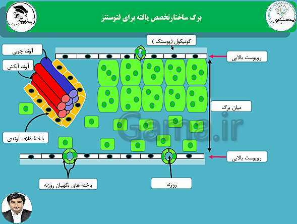 پاورپوینت آموزشی زیست شناسی (3) دوازدهم تجربی | فصل 6: از انرژی به ماده- پیش نمایش