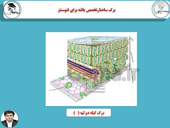 پاورپوینت آموزشی زیست شناسی (3) دوازدهم تجربی | فصل 6: از انرژی به ماده- پیش نمایش