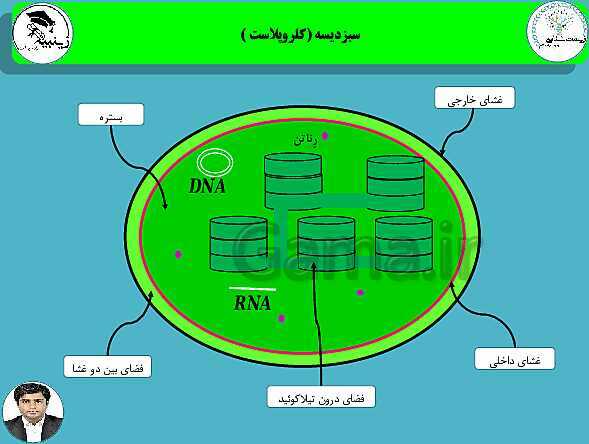 پاورپوینت آموزشی زیست شناسی (3) دوازدهم تجربی | فصل 6: از انرژی به ماده- پیش نمایش