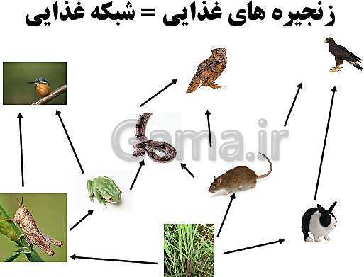 اسلایدهایی از زنجیره غذایی و شبکه غذایی- پیش نمایش