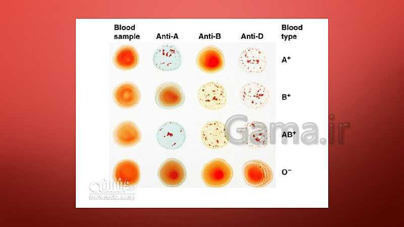 پاورپوینت آزمایشگاه علوم تجربی (1) دهم |  تعیین گروه های خونی- پیش نمایش