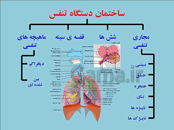 پاورپوینت علوم تجربی هفتم | فصل 15: تبادل با محیط- پیش نمایش