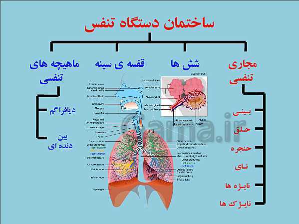 پاورپوینت علوم تجربی هفتم | فصل 15: تبادل با محیط- پیش نمایش