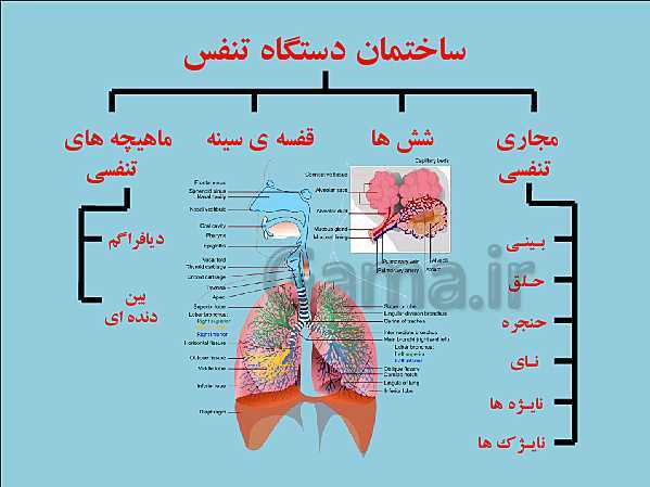 پاورپوینت علوم تجربی هفتم | فصل 15: تبادل با محیط- پیش نمایش